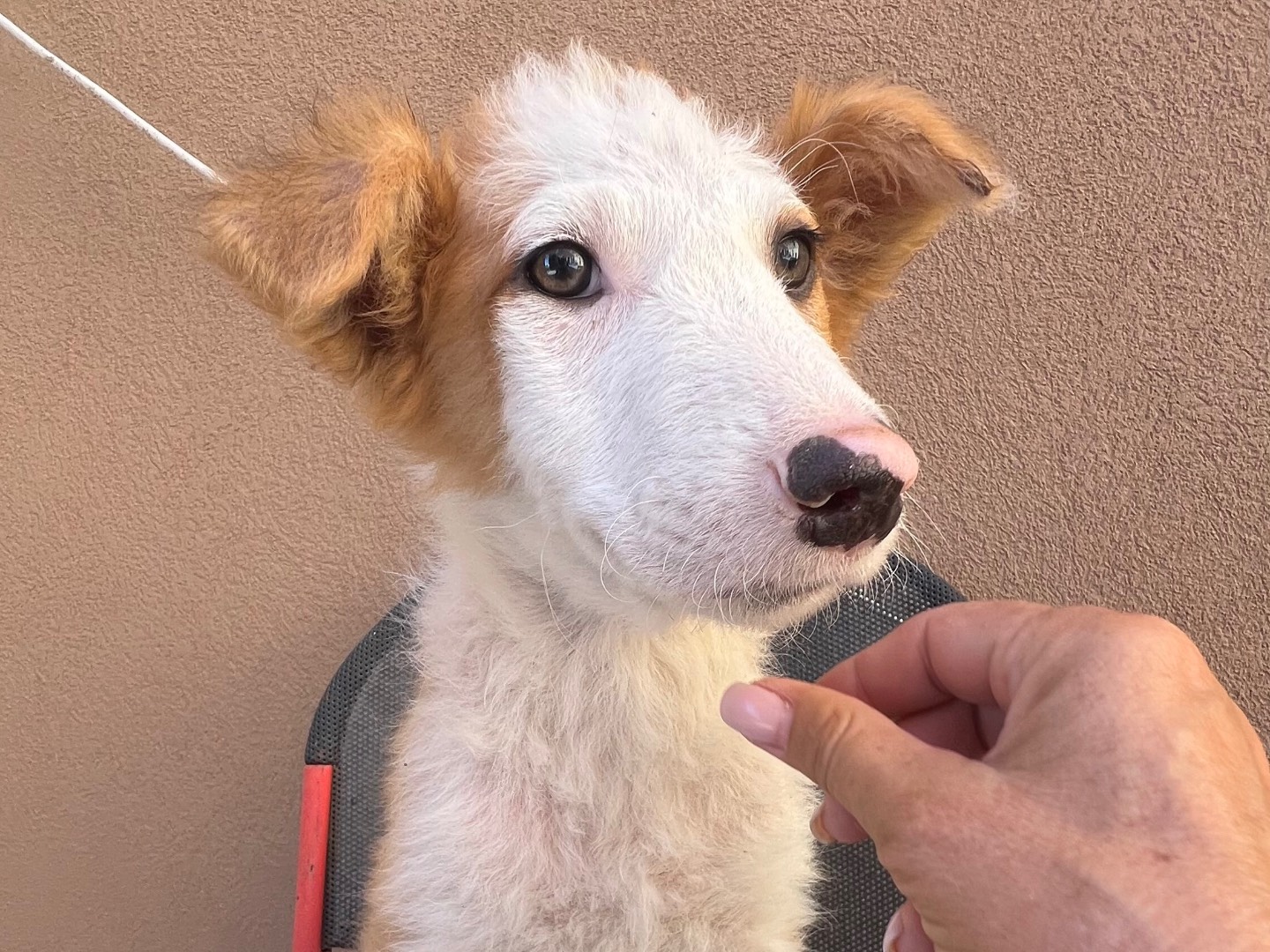Adotta un cane, maschio, 4 mesi, Siracusa