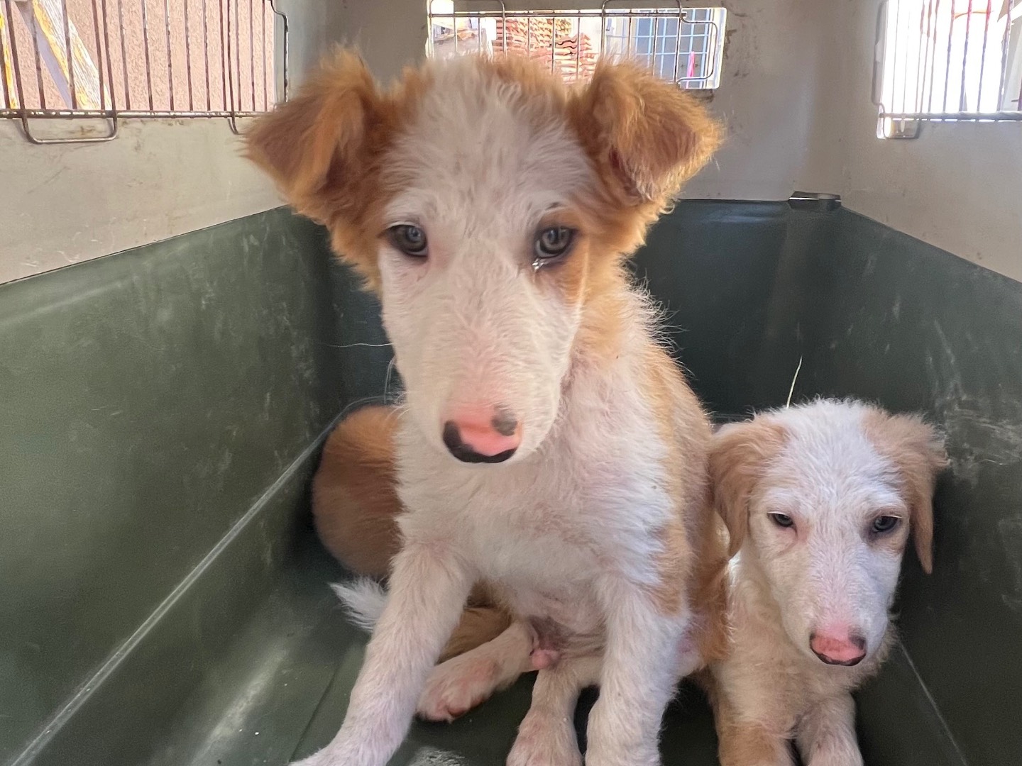 Adotta un cane, taglia media, maschio, Siracusa