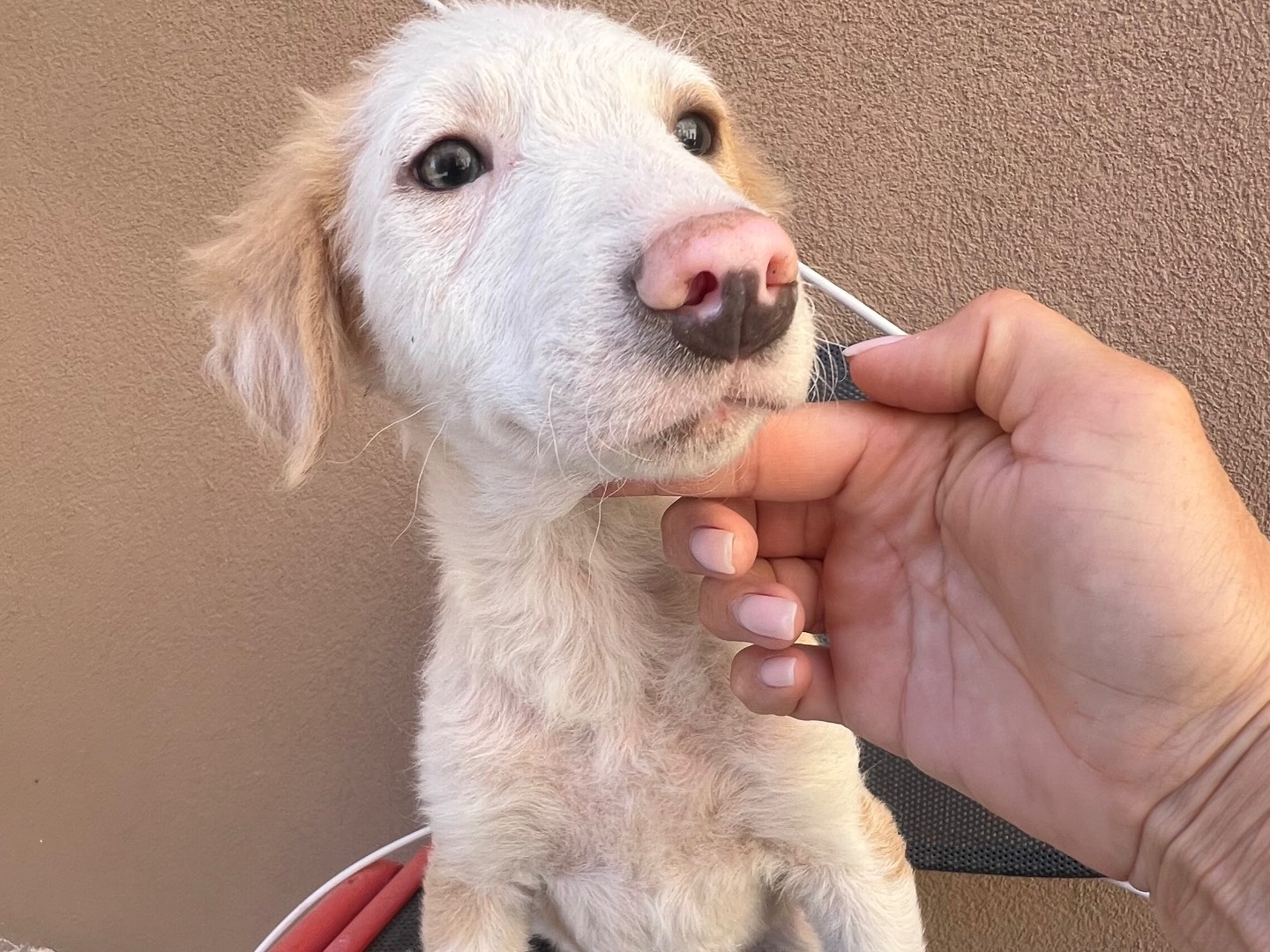 Adotta un cane, femmina, 4 mesi, Siracusa