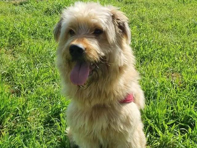 Adotta un cane, maschio, 3 anni e 6 mesi, Caserta