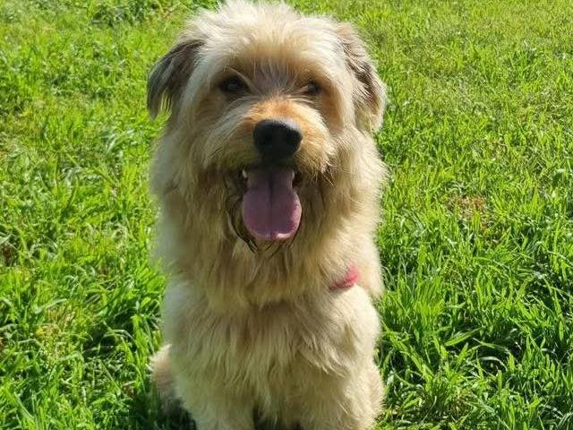 Adozione cane, maschio, Spinone Razza sconosciuta, 3 anni e 6 mesi, taglia media, Caserta