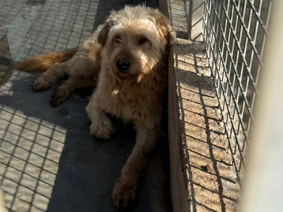 Adotta un cane, taglia media, maschio, Caserta