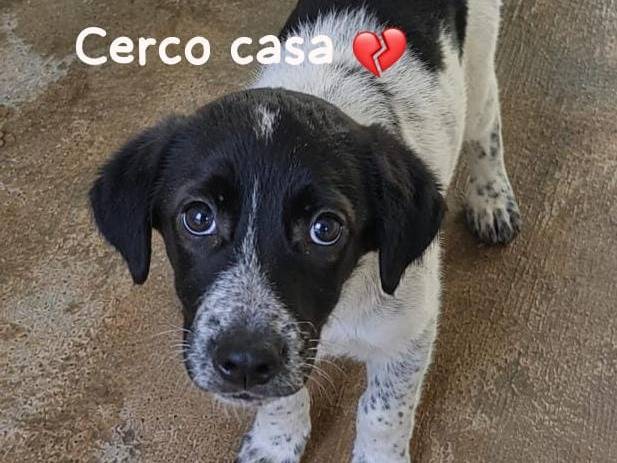 Adozione cane, maschio, Razza sconosciuta Razza sconosciuta, 3 mesi, taglia grande, Bolzano