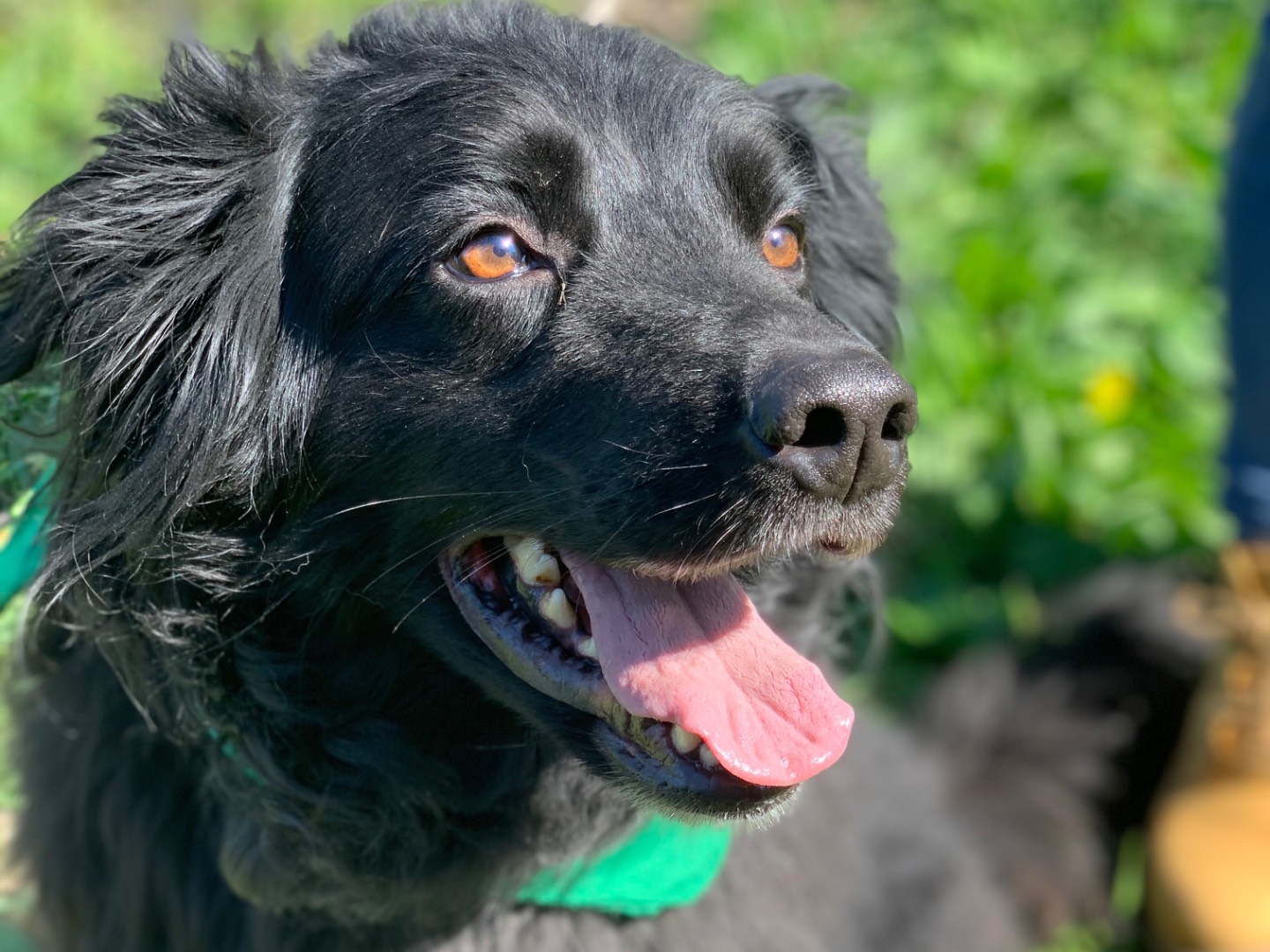 Adozione cane, maschio, Razza sconosciuta Razza sconosciuta, 7 anni e 9 mesi, taglia media, Latina