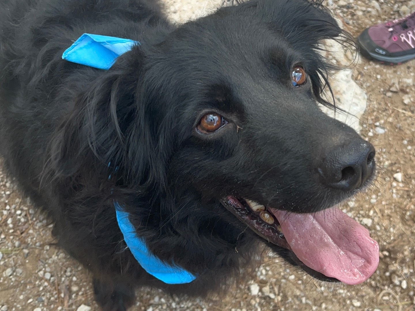 Adotta un cane, maschio, 7 anni e 9 mesi, Latina