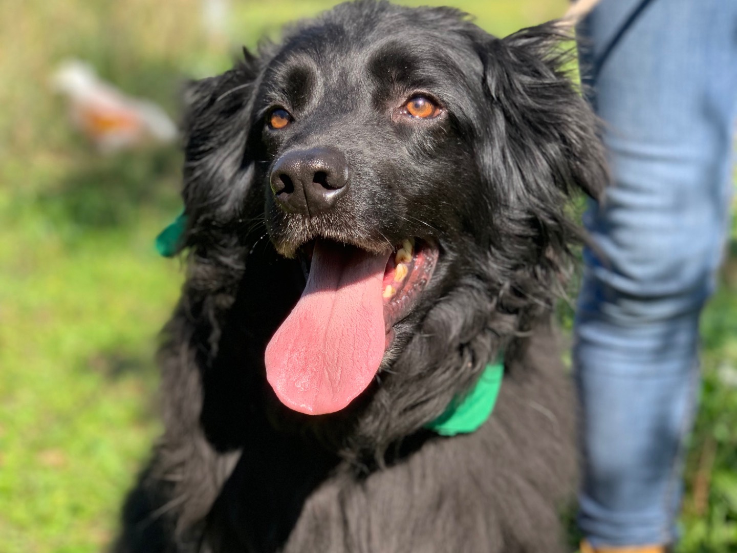 Adotta un cane, taglia media, maschio, Latina