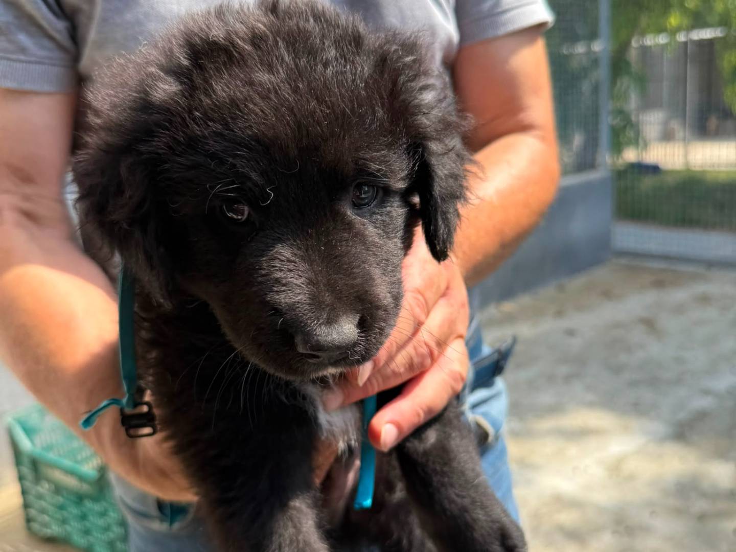 Adotta un cane, maschio, 2 mesi, Caserta