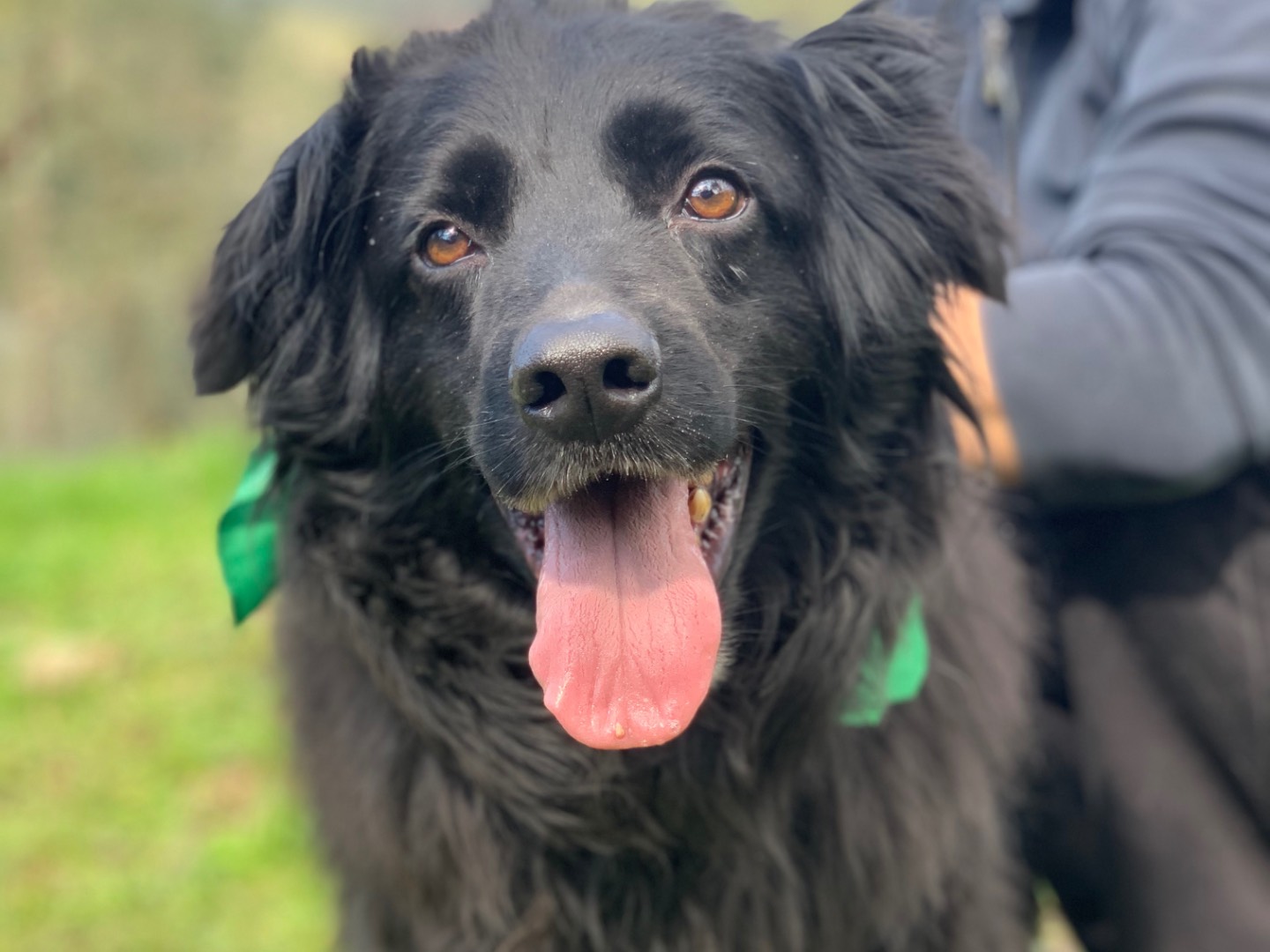 Adotta il cane Vagner a Latina