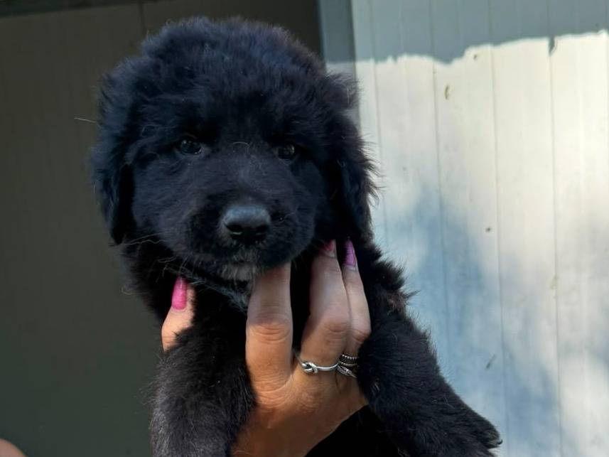 Adozione cane, maschio, Razza sconosciuta Razza sconosciuta, 2 mesi, taglia media, Caserta