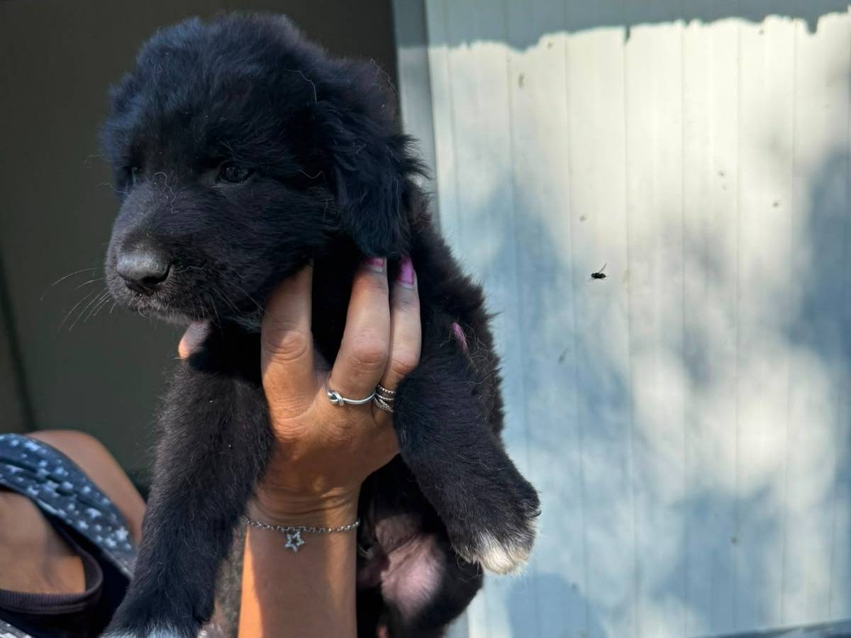 Adotta un cane, taglia media, maschio, Caserta
