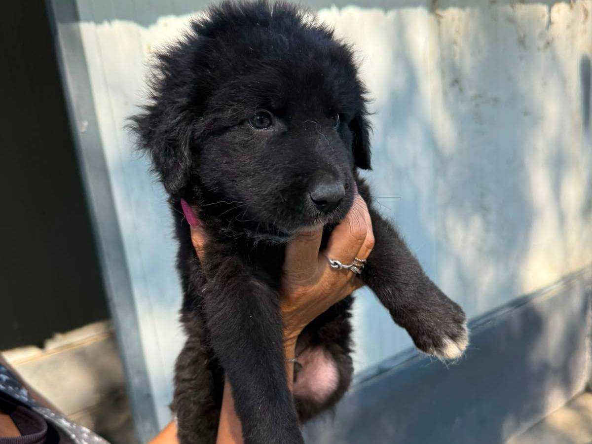 Vuoi adottare un cane a Caserta?