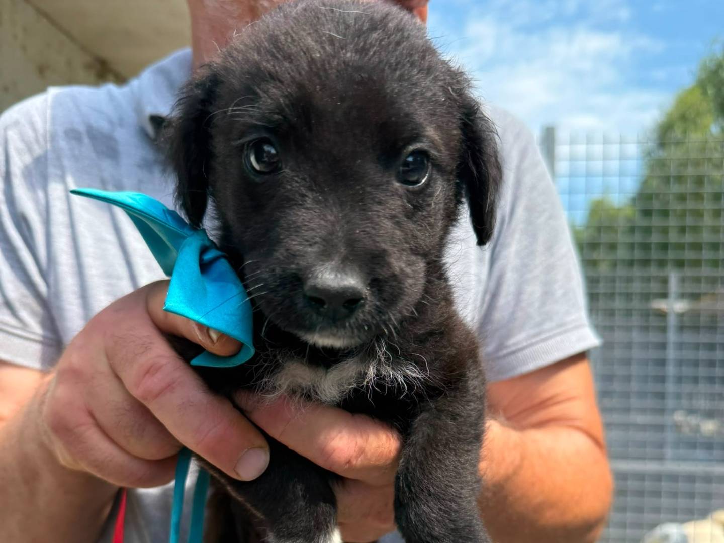 Adozione cane, maschio, Razza sconosciuta Razza sconosciuta, 2 mesi, taglia media, Caserta