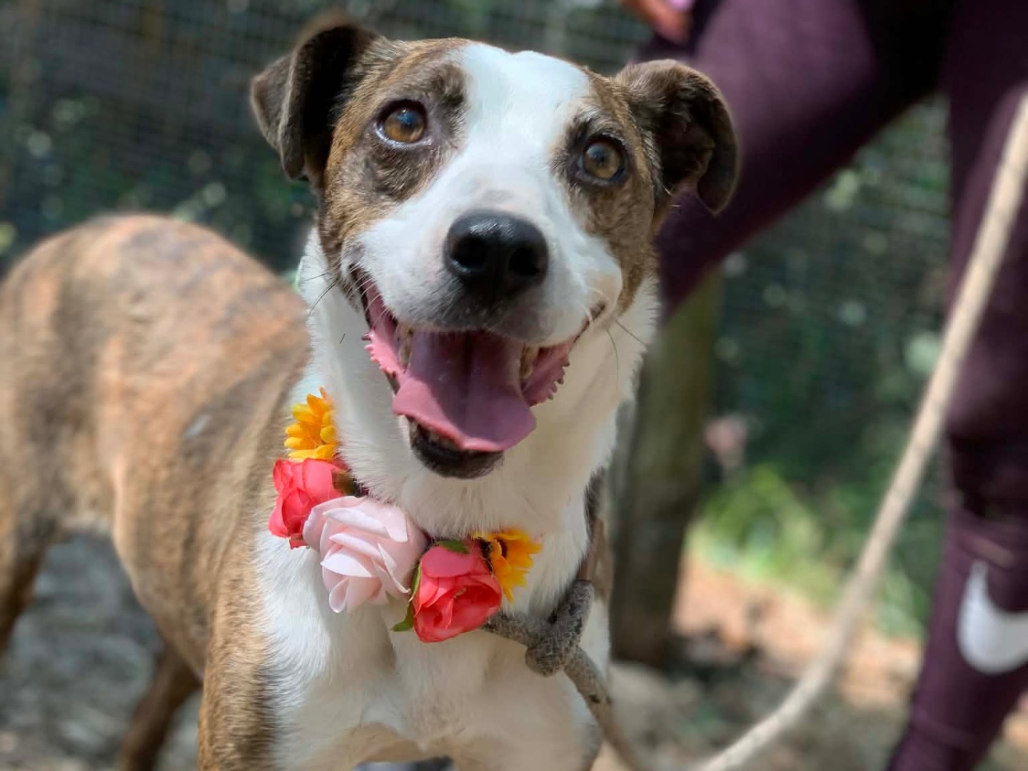 Adozione cane, femmina, Razza sconosciuta Razza sconosciuta, 3 anni e 11 mesi, taglia media contenuta, Latina