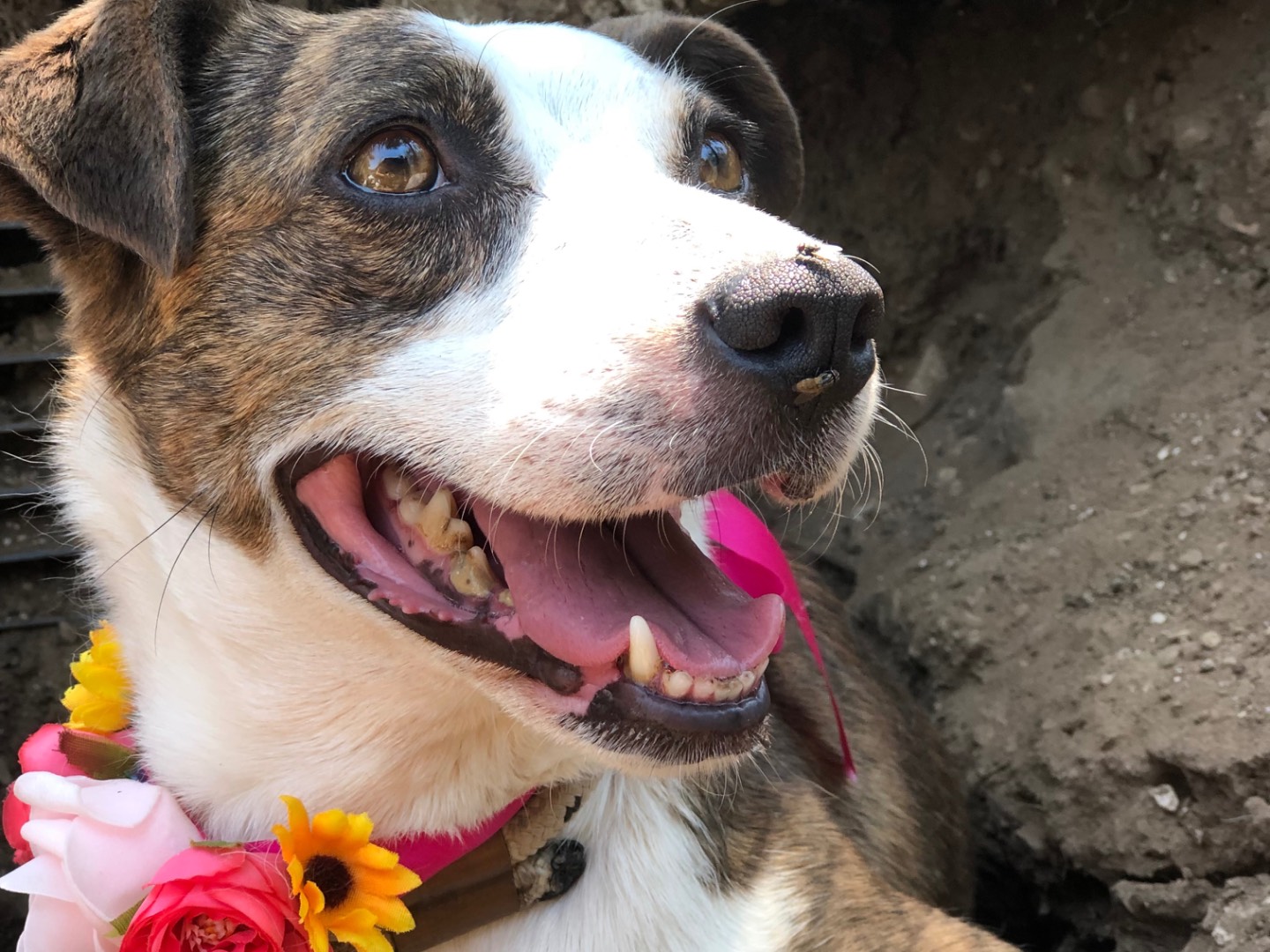 Adotta un cane, femmina, 3 anni e 11 mesi, Latina