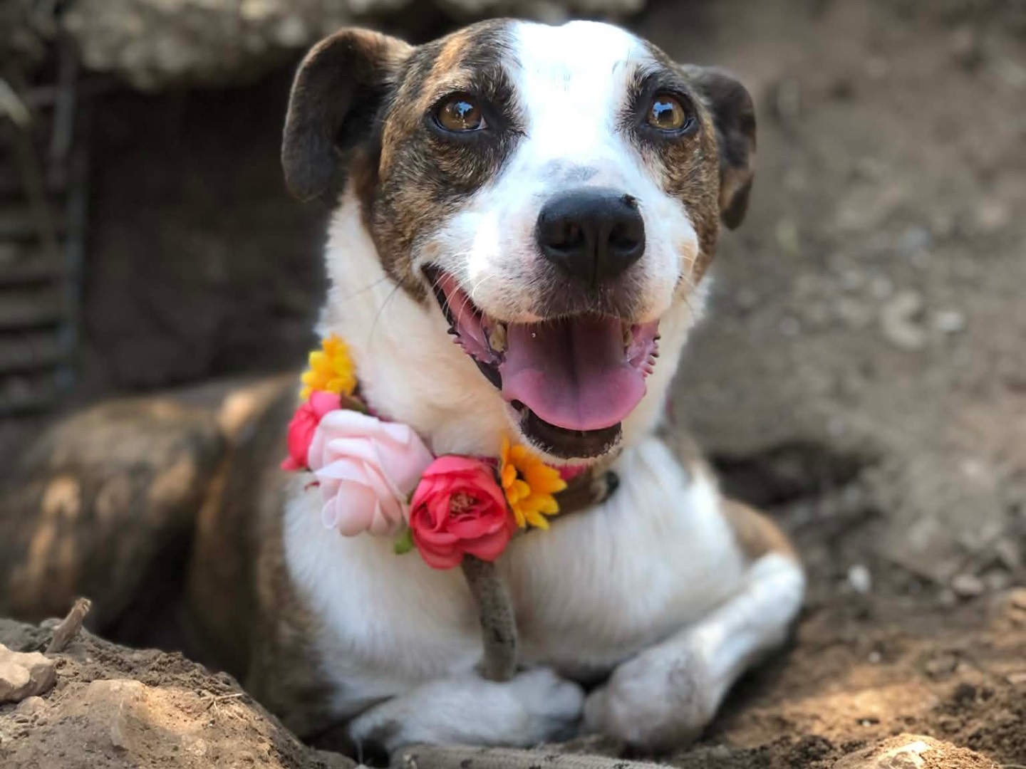 Adotta un cane, taglia media contenuta, femmina, Latina