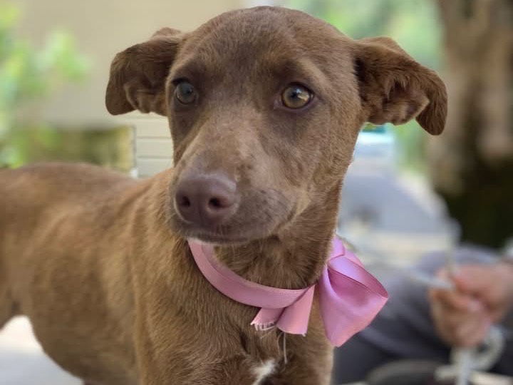 Adotta il cane Mollica a Latina