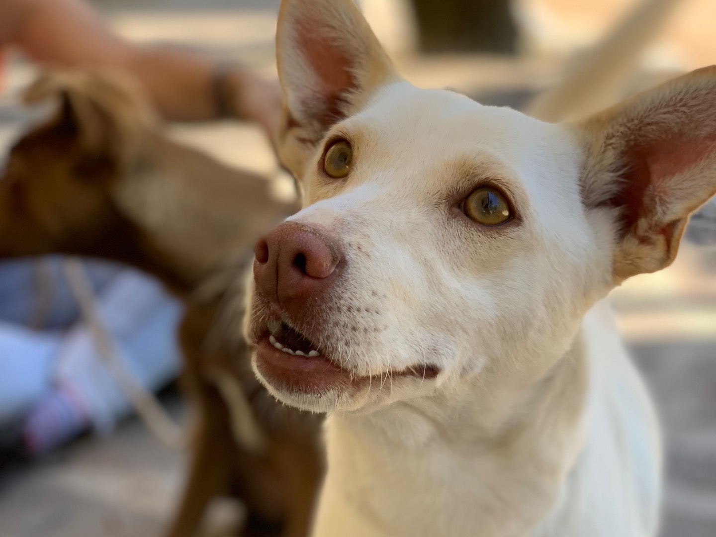 Adotta un cane, femmina, 2 anni, Latina