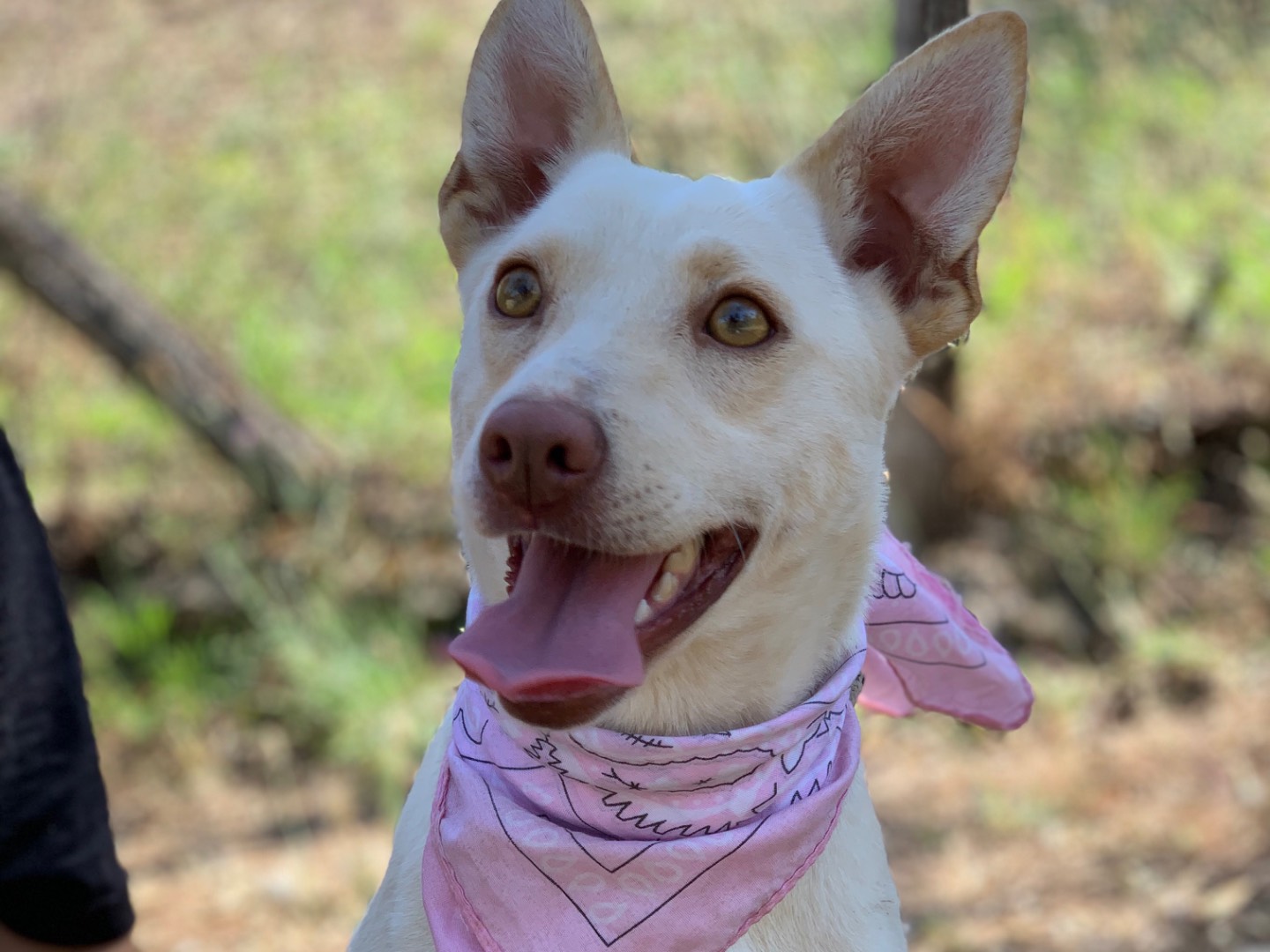 Adozione cane, femmina, Razza sconosciuta Razza sconosciuta, 2 anni, taglia piccola, Latina