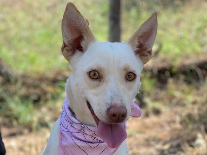 Adotta il cane Briciola a Latina