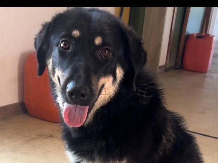 Adotta un cane, femmina, 1 anno e 2 mesi, Bari