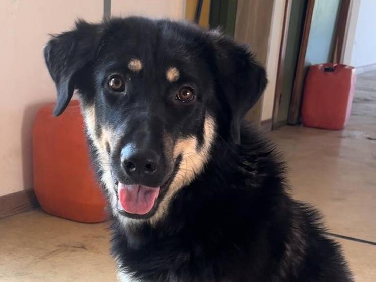 Adozione cane, femmina, Pastore tedesco Razza sconosciuta, 1 anno e 2 mesi, taglia media, Bari