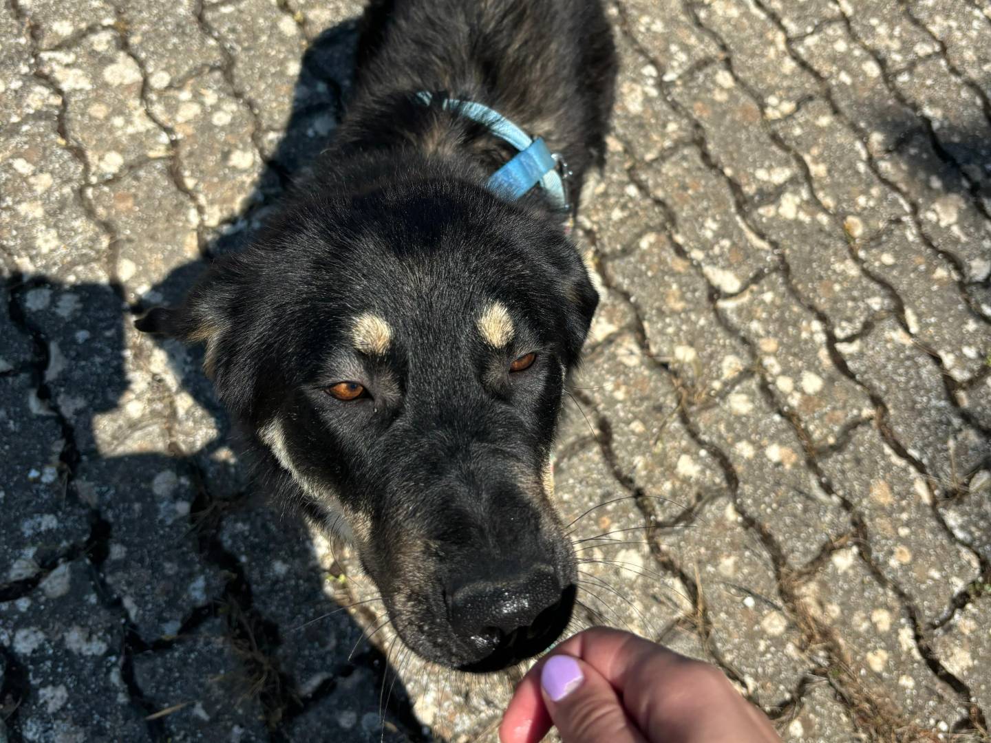 Adotta un cane, taglia media, femmina, Bari