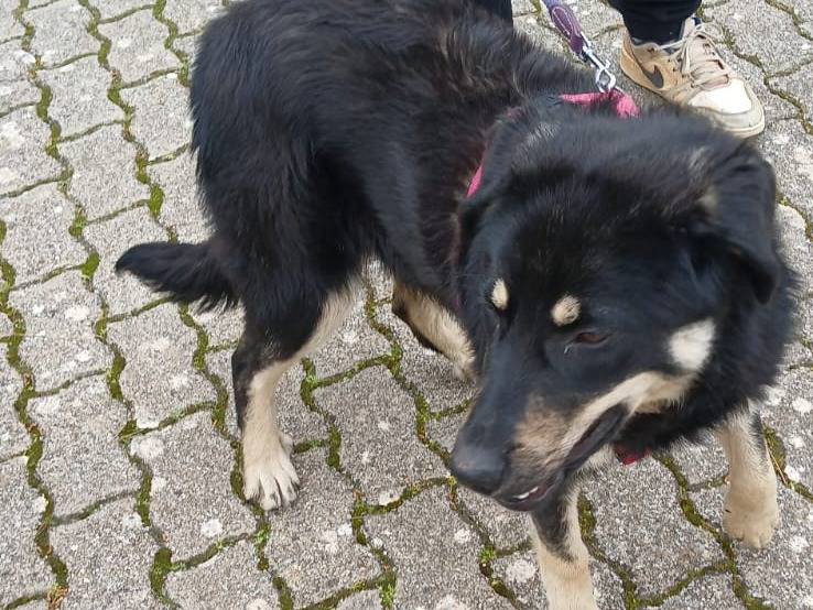 Vuoi adottare un cane a Bari?