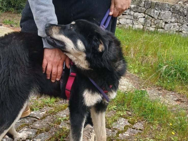 Adotta il cane Eva a Bari