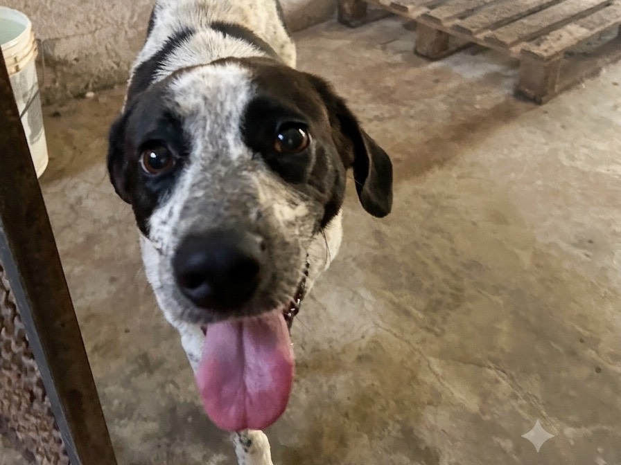 Adotta un cane, femmina, 4 anni e 6 mesi, Chieti