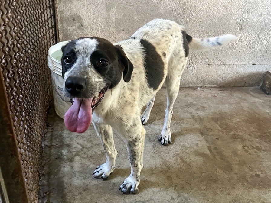 Adotta un cane, taglia media contenuta, femmina, Chieti