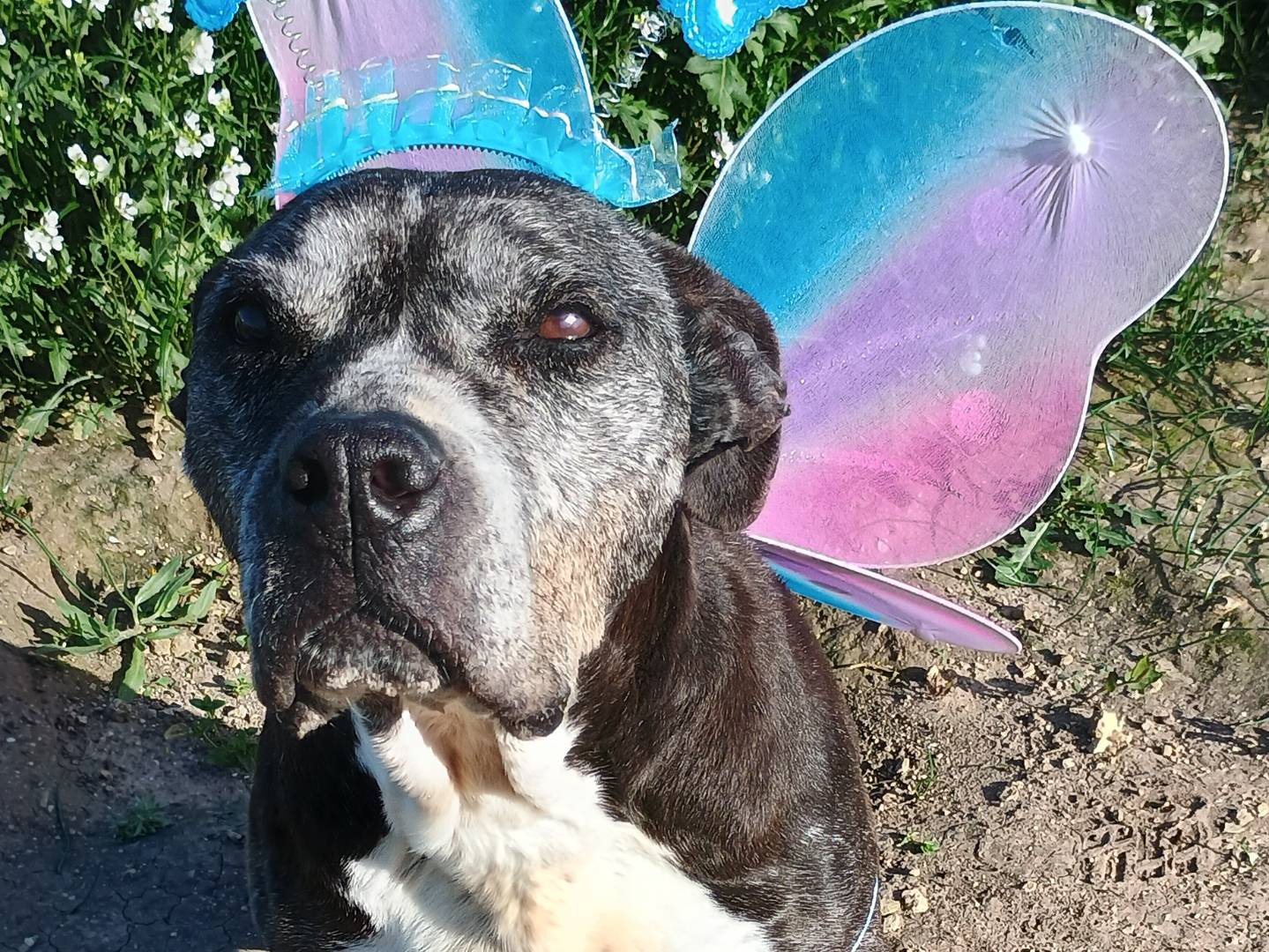Adozione cane, femmina, Pitbull Razza sconosciuta, 14 anni e 2 mesi, taglia media, Ragusa
