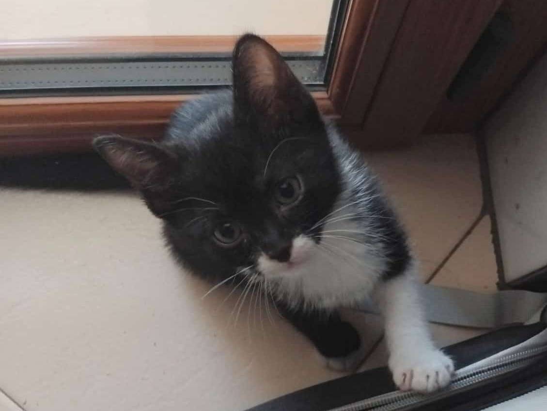 Adozione gatto, maschio, Razza sconosciuta Razza sconosciuta, 2 mesi, taglia non valida, Brescia