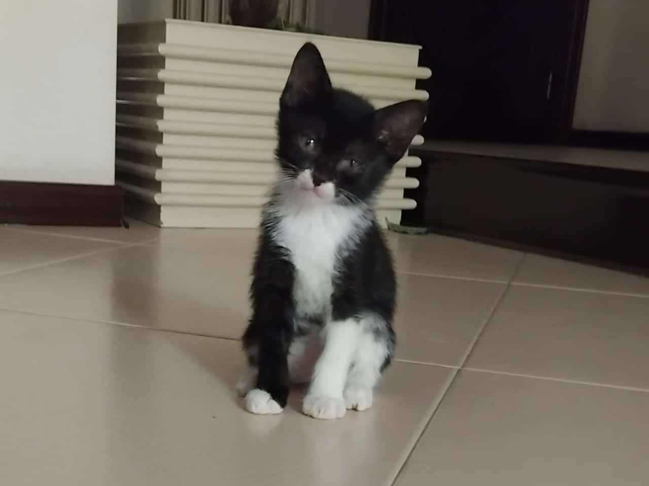Adotta un gatto, maschio, 2 mesi, Brescia