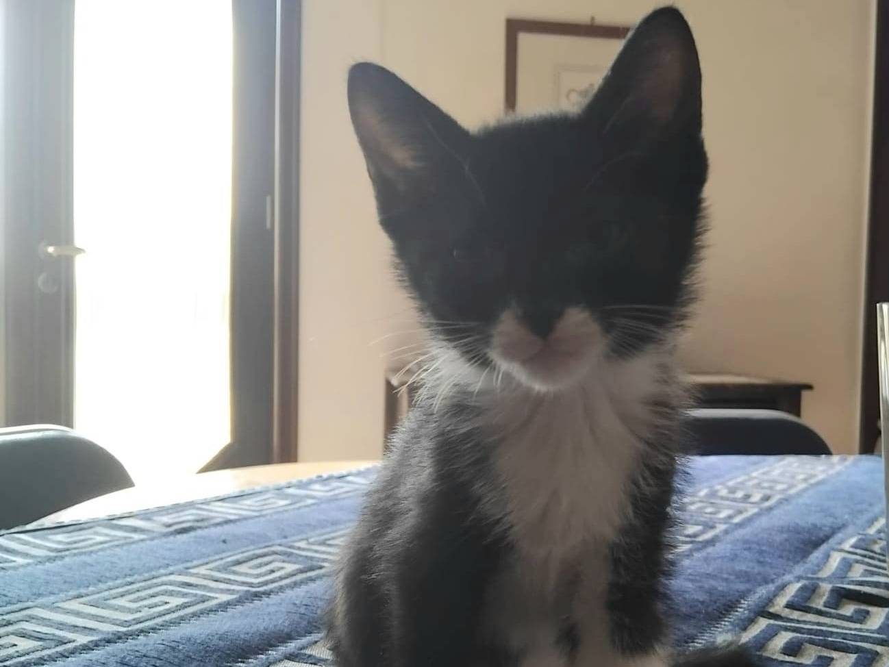 Adotta un gatto, taglia non valida, maschio, Brescia