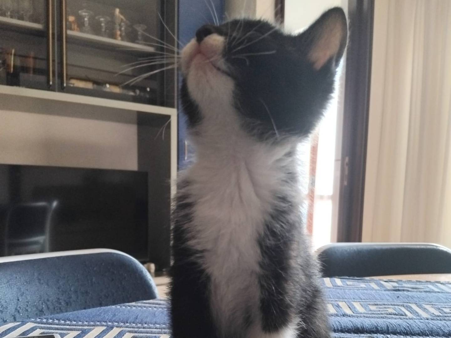 Vuoi adottare un gatto a Brescia?