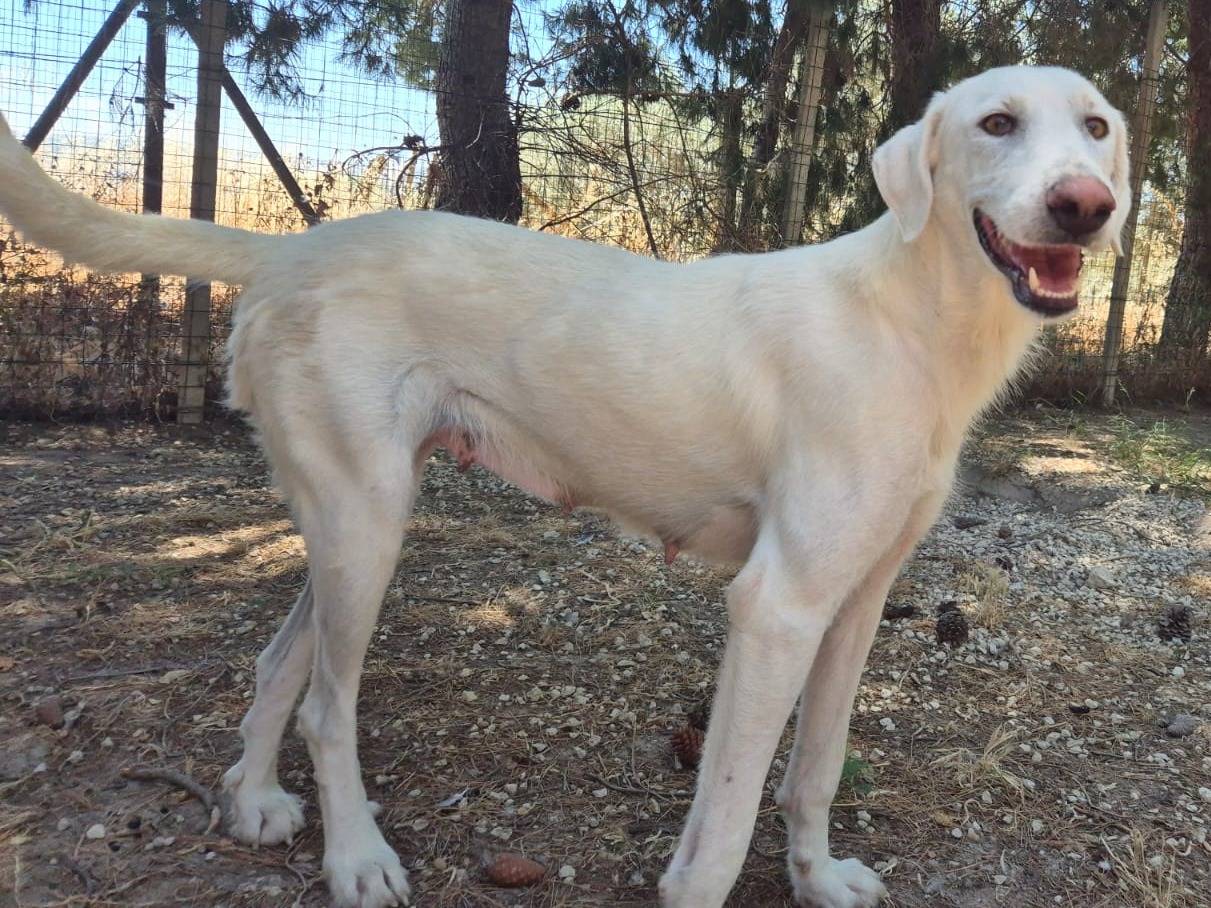 Vuoi adottare un cane a Ragusa?