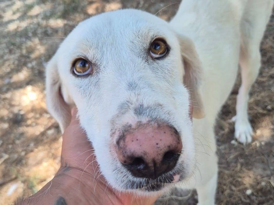 Adotta il cane Bianchina a Ragusa