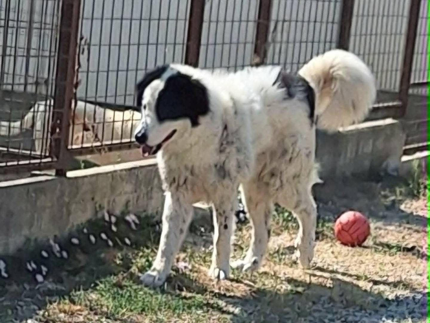 Adozione cane, maschio, Razza sconosciuta Razza sconosciuta, 7 mesi, taglia gigante, Bari