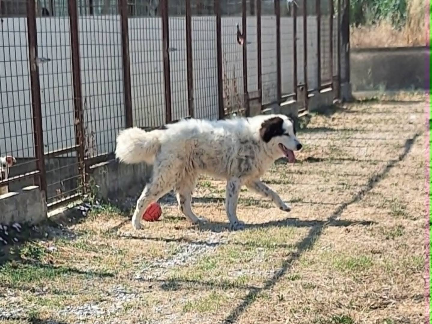 Adotta un cane, taglia gigante, maschio, Bari
