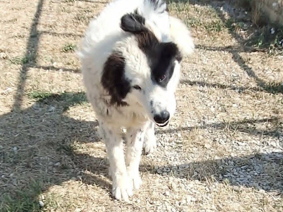 Vuoi adottare un cane a Bari?