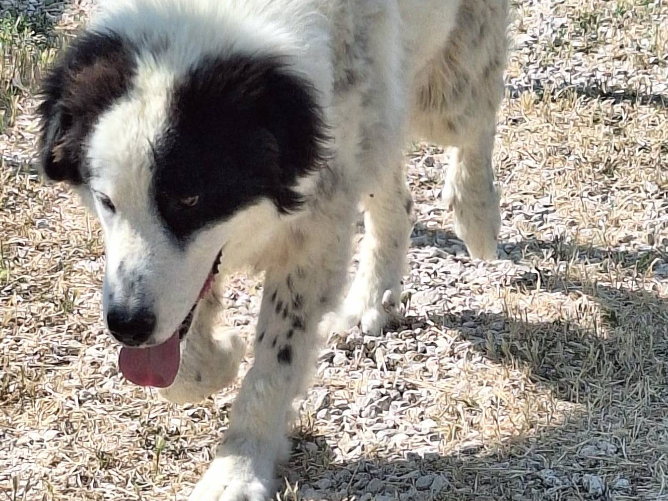 Adotta il cane Giulio Cesare a Bari