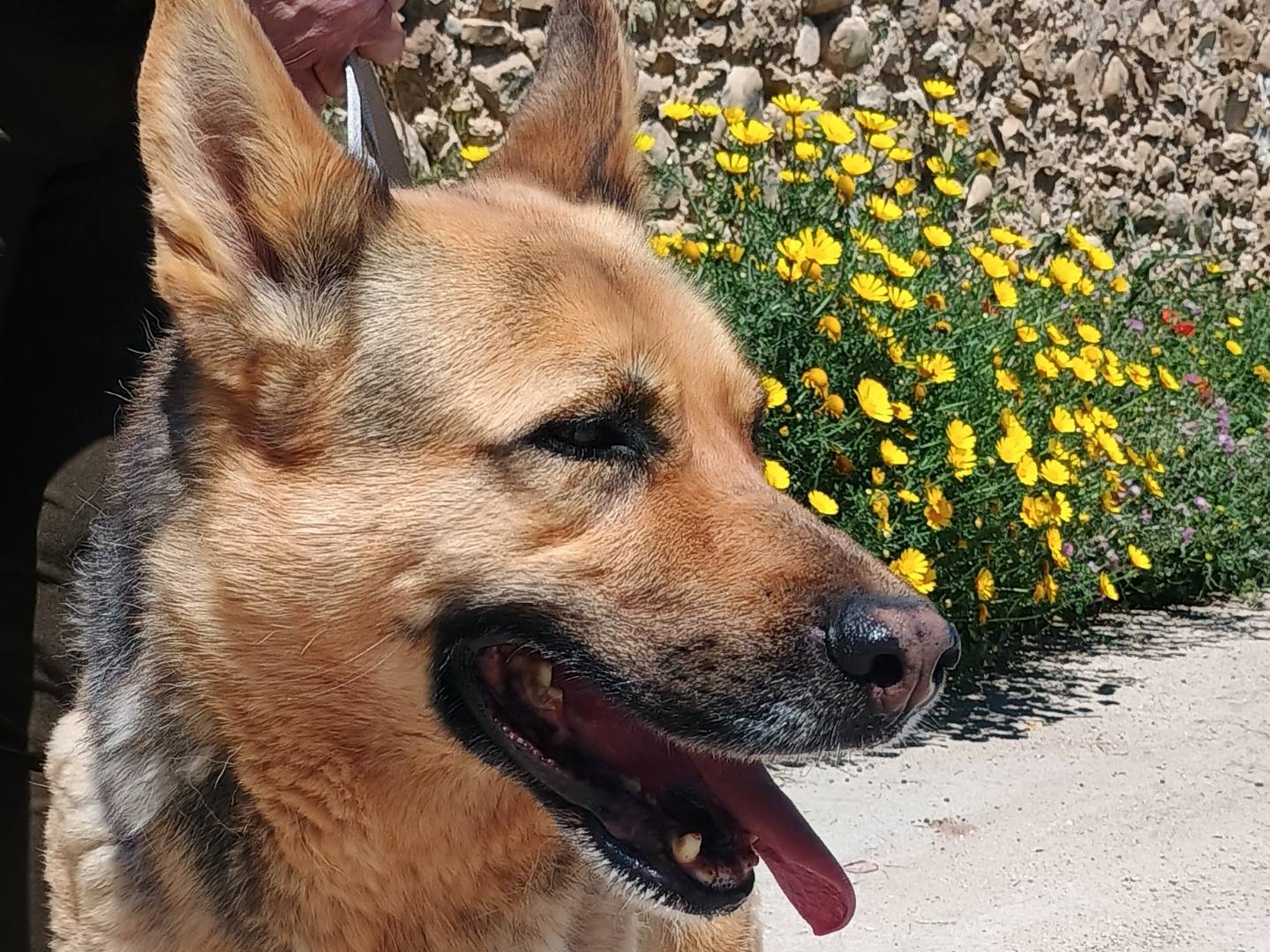 Adotta un cane, femmina, 7 anni e 6 mesi, Ragusa