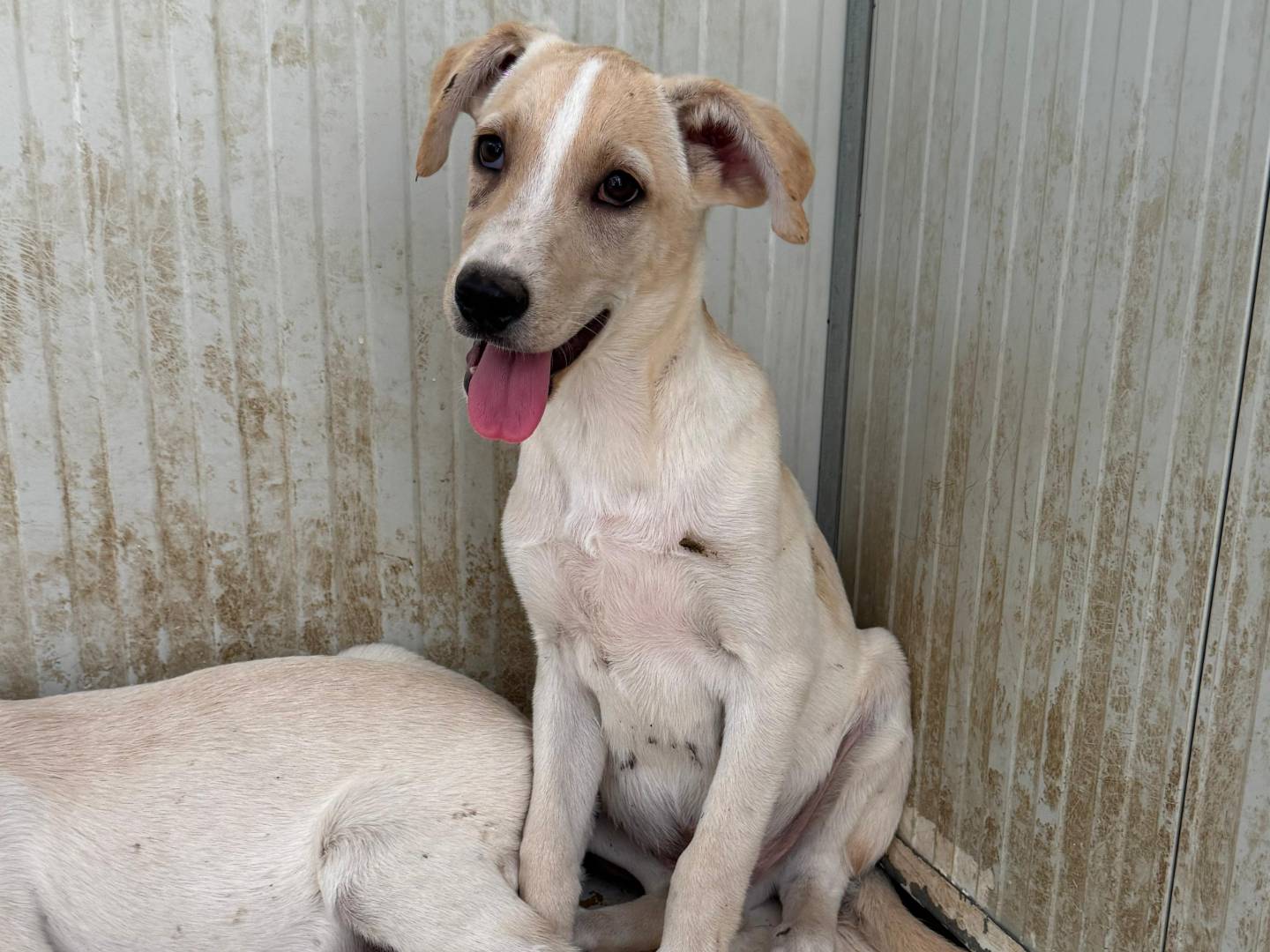 Adotta un cane, maschio, 1 mese, Barletta