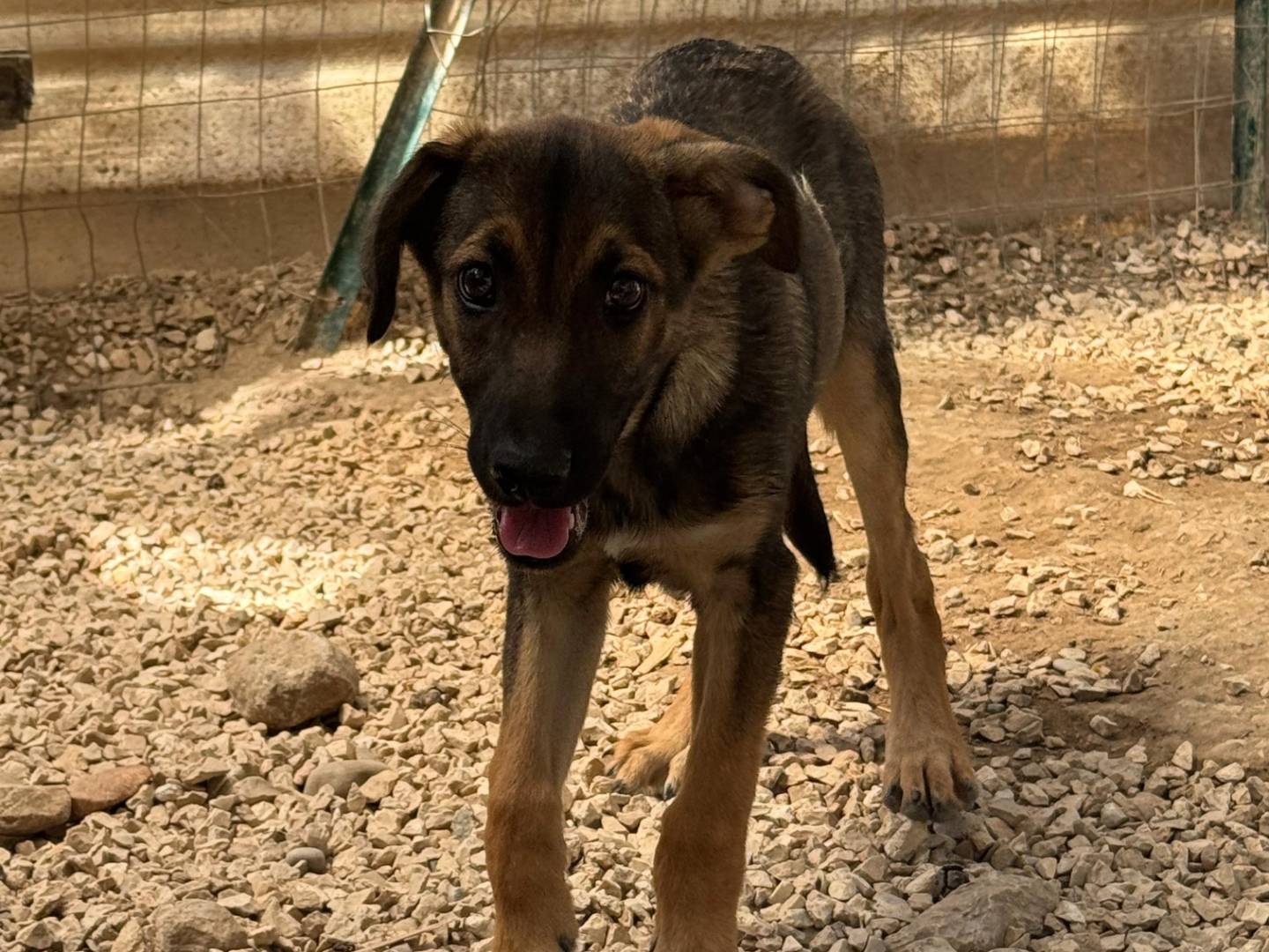 Adotta un cane, femmina, 2 mesi, Barletta