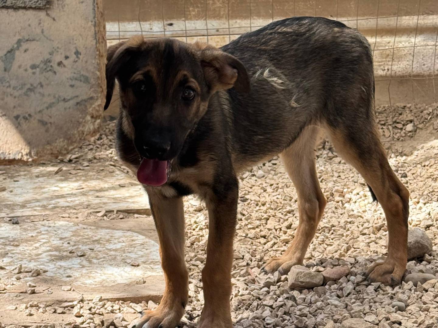 Adotta un cane, taglia media contenuta, femmina, Barletta