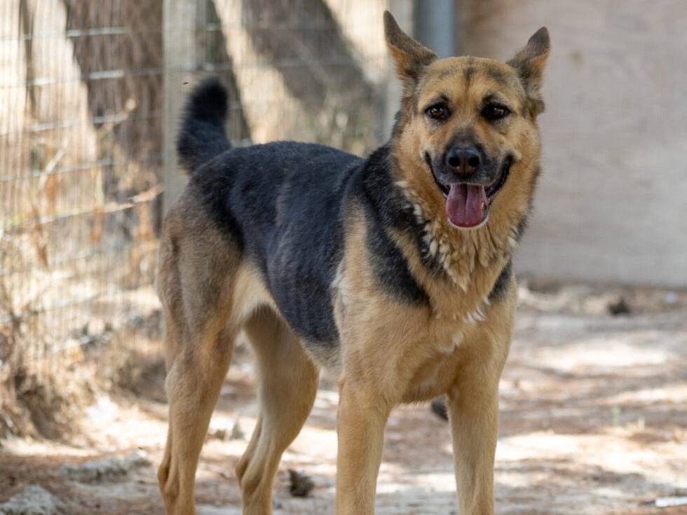 Adozione cane, femmina, Pastore tedesco Razza sconosciuta, 7 anni e 6 mesi, taglia grande, Ragusa