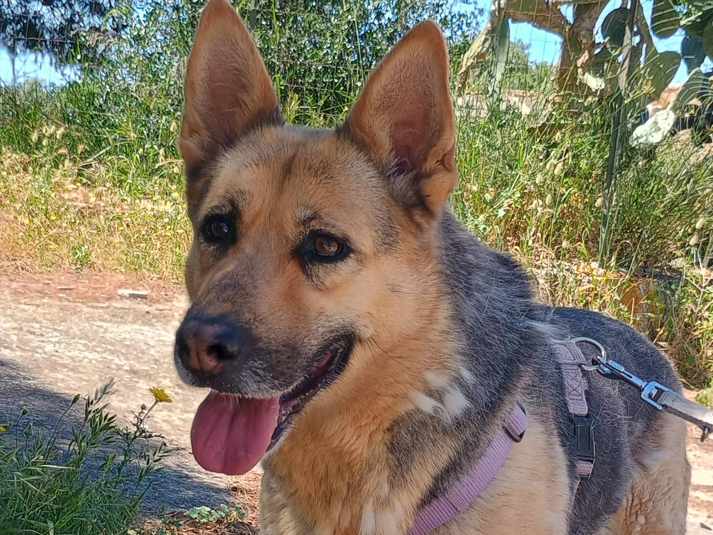 Vuoi adottare un cane a Ragusa?