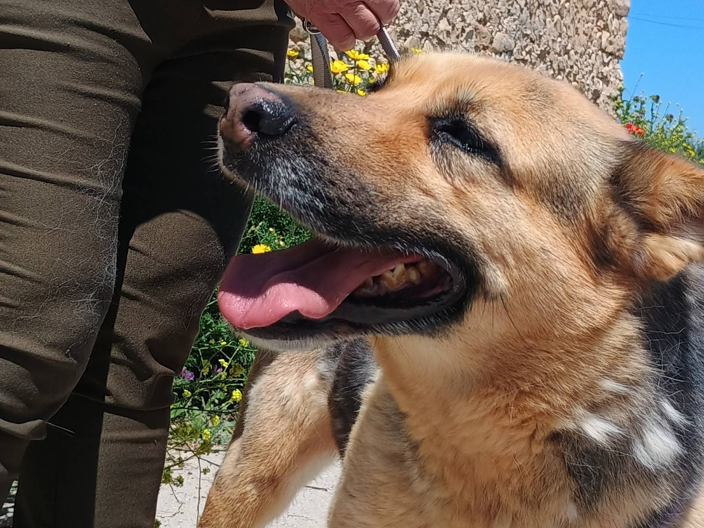 Adotta il cane Carlotta a Ragusa