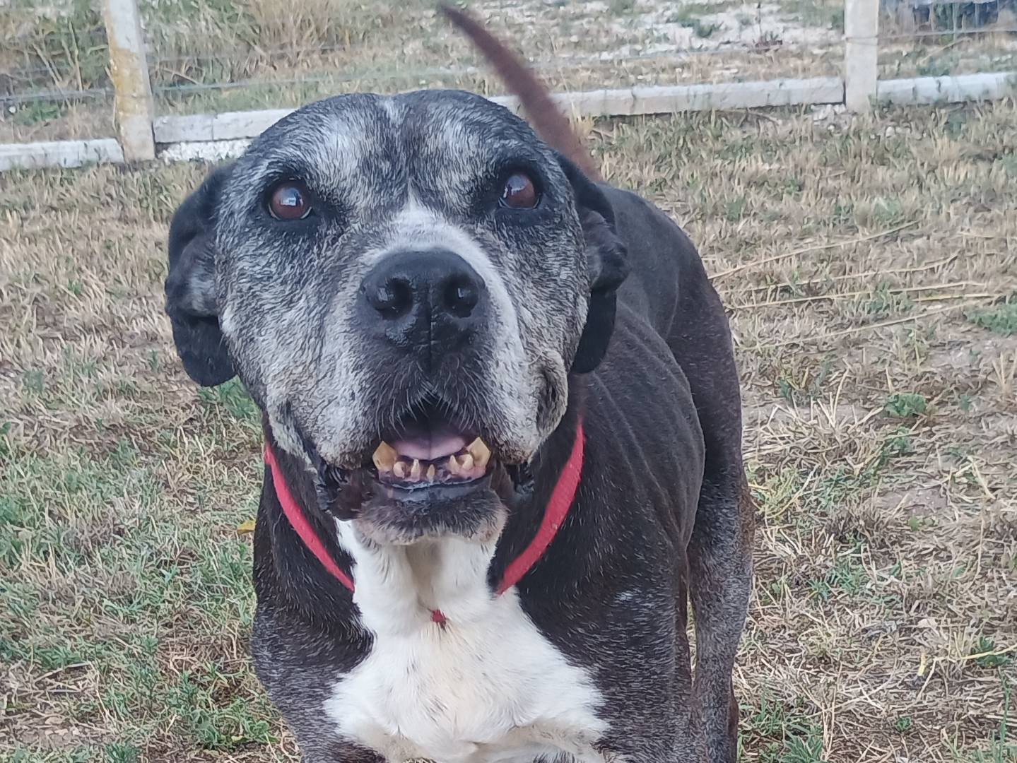 Adotta un cane, femmina, 14 anni e 2 mesi, Ragusa