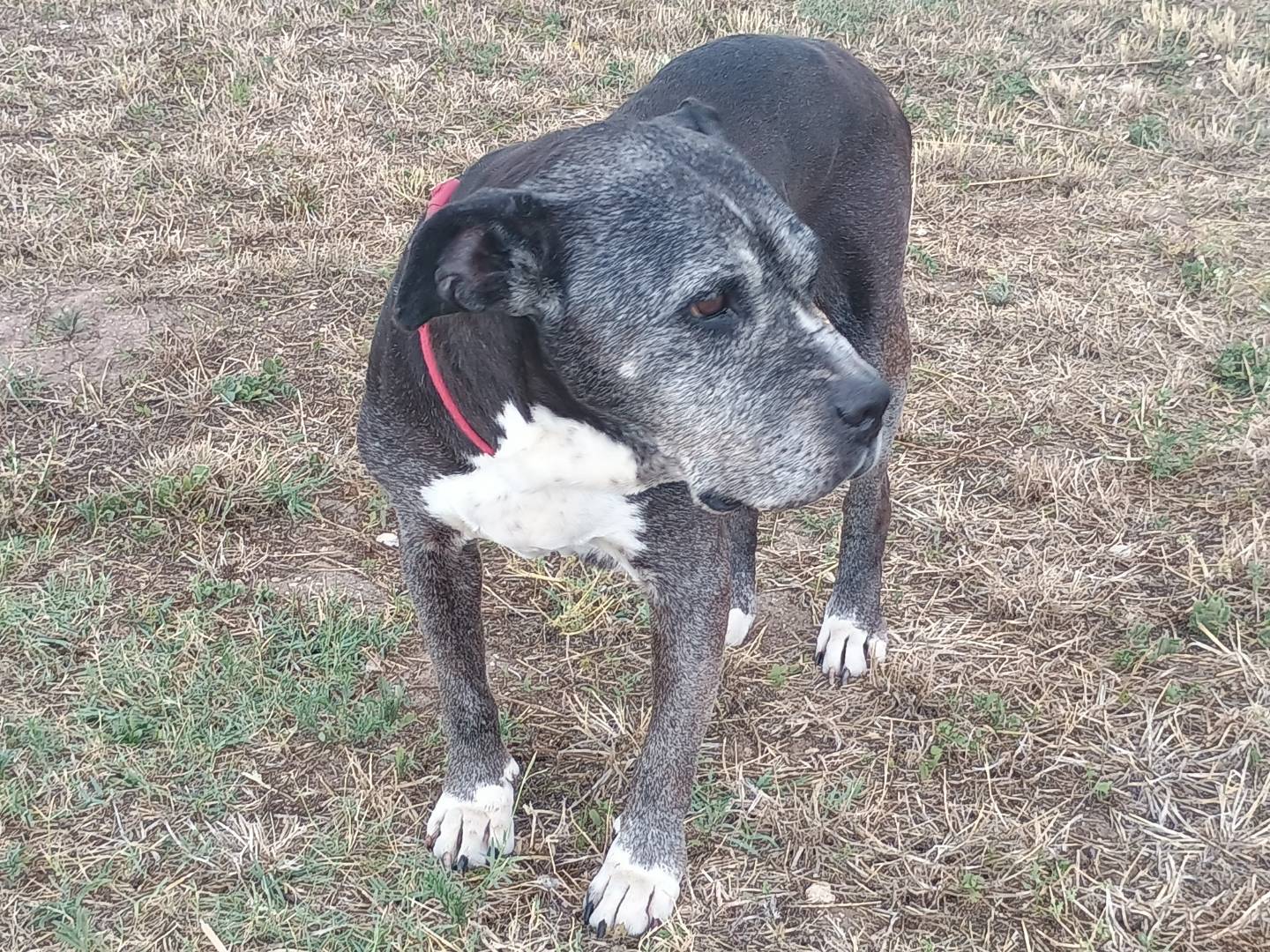 Adotta un cane, taglia media, femmina, Ragusa